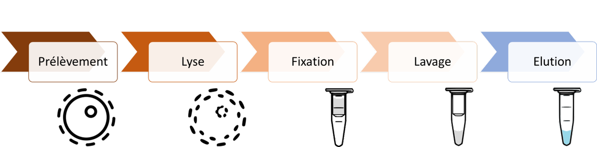 Extraction de l'ADN