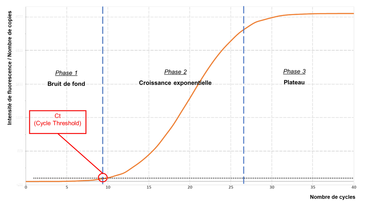 Différentes phases d'une PCR quantitative