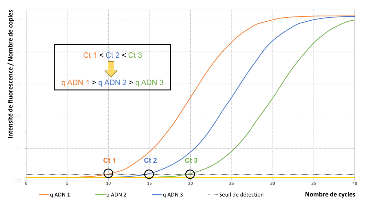 Comparaison des résultats de qPCR avec une quantité de matériel génétique de départ différente