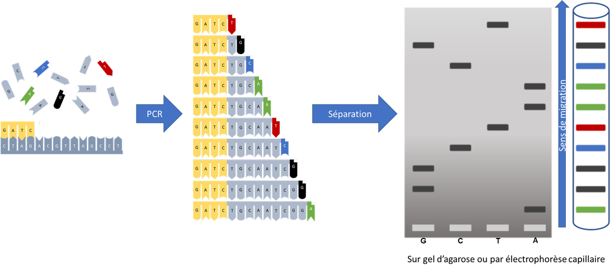 Principe du séquençage Sanger