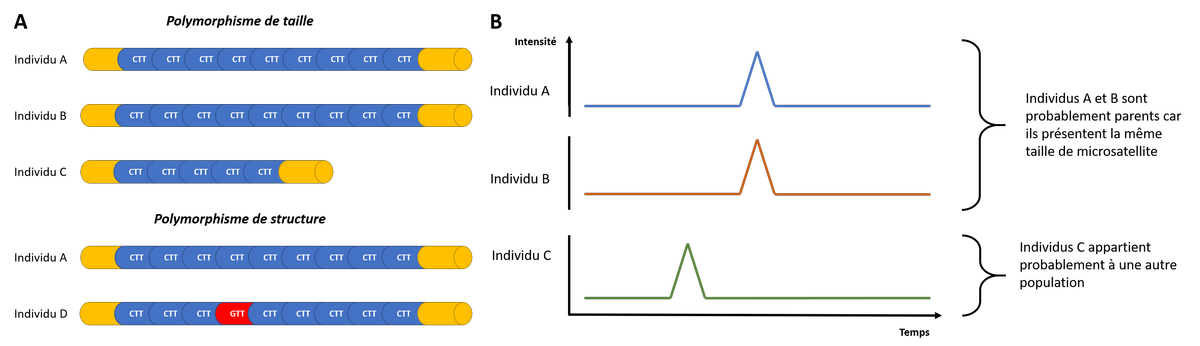 Différents polymorphismes de microsatellites