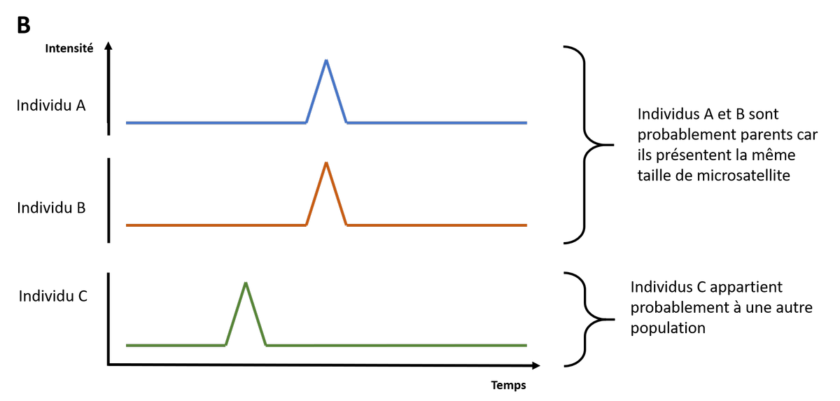 Polymorphisme de taille par électrophorèse capillaire