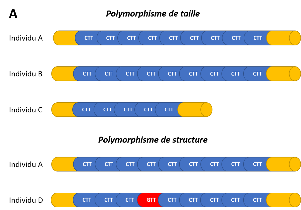 Différents polymorphisme de microsatellites