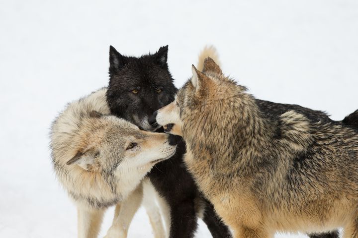 Are these wolves from the same family?