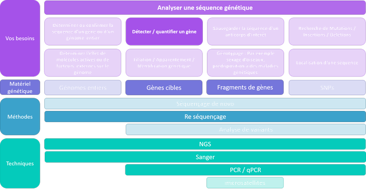 Analyser une séquence - détecter / quantifier un gène