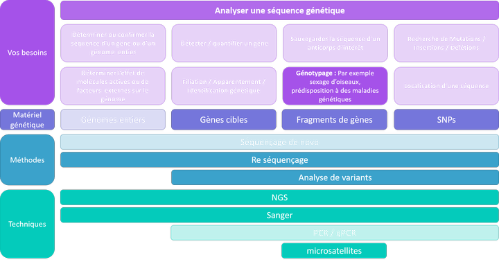 Analyser une séquence - génotypage