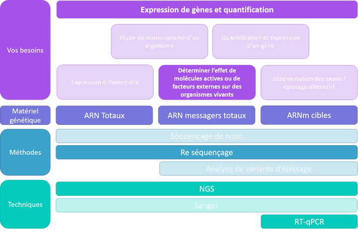 Expression et quantification - effets de molécules ou de facteurs environnementaux