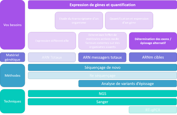 Expression et quantification - exons et épissage alternatif