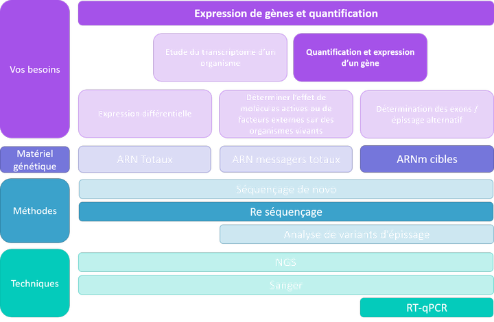 Expression et quantification - étude d'un gène cible