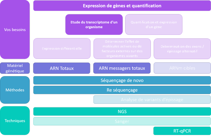 Expression et quantification - étude du transcriptome