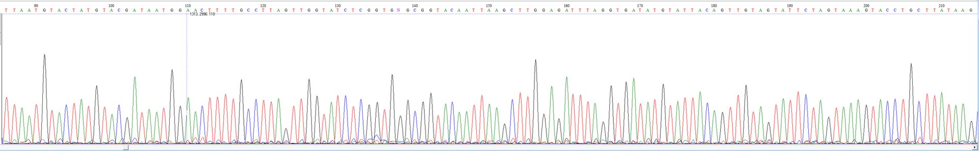 Exemple de chromatogramme Sanger