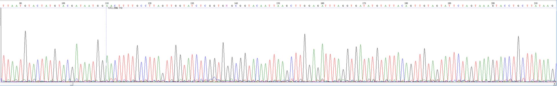 Example of Sanger chromatogram