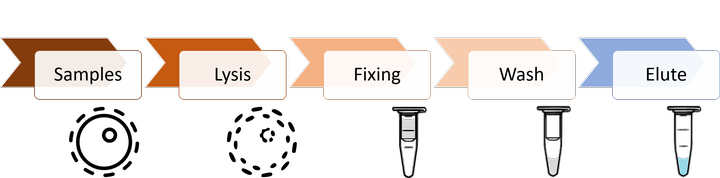 Simplified DNA - RNA extraction protocol