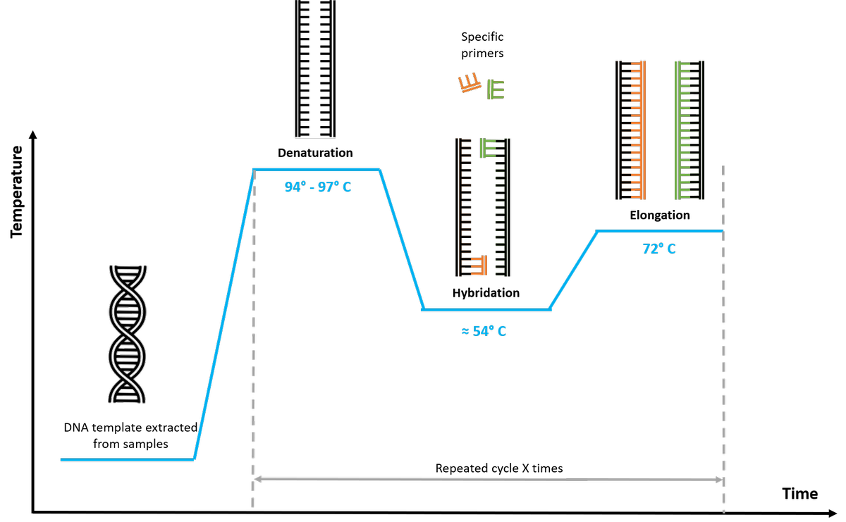 The different phases of PCR