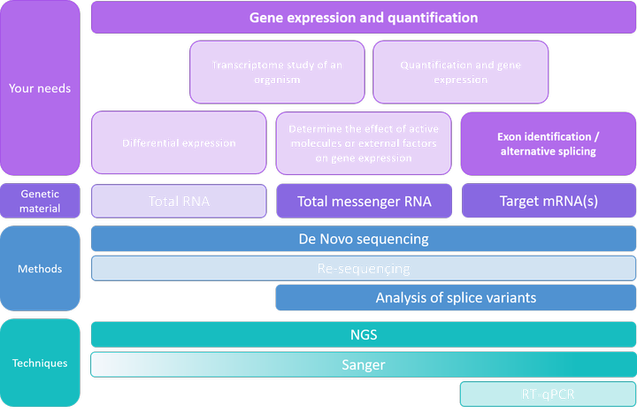 Expression and quantification - Exon identification and alternative splicing