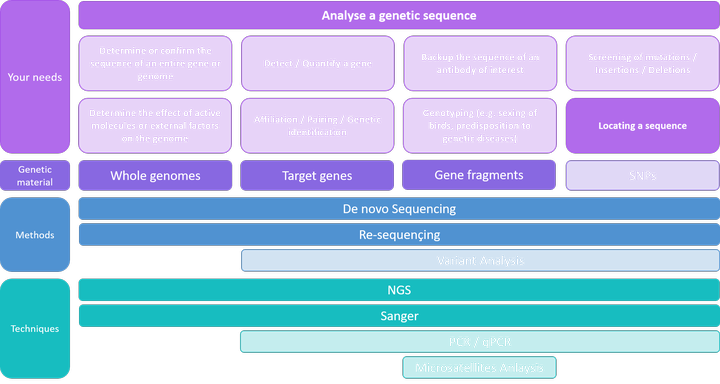 Analyse a genetic sequence - Locating a sequence