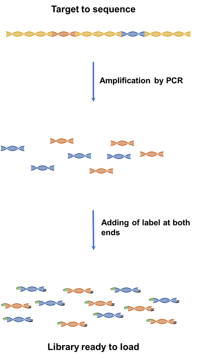 Steps to prepare libraries by amplification