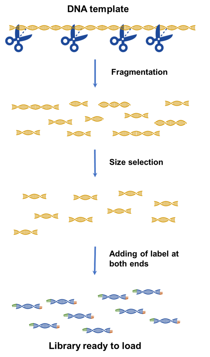 Step to prepare libraries by fragmentation