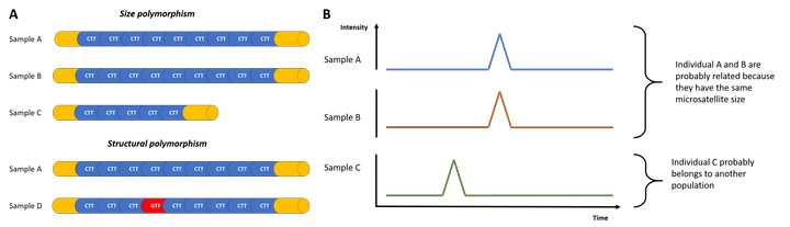 Different type of microsatellite polymorphisms