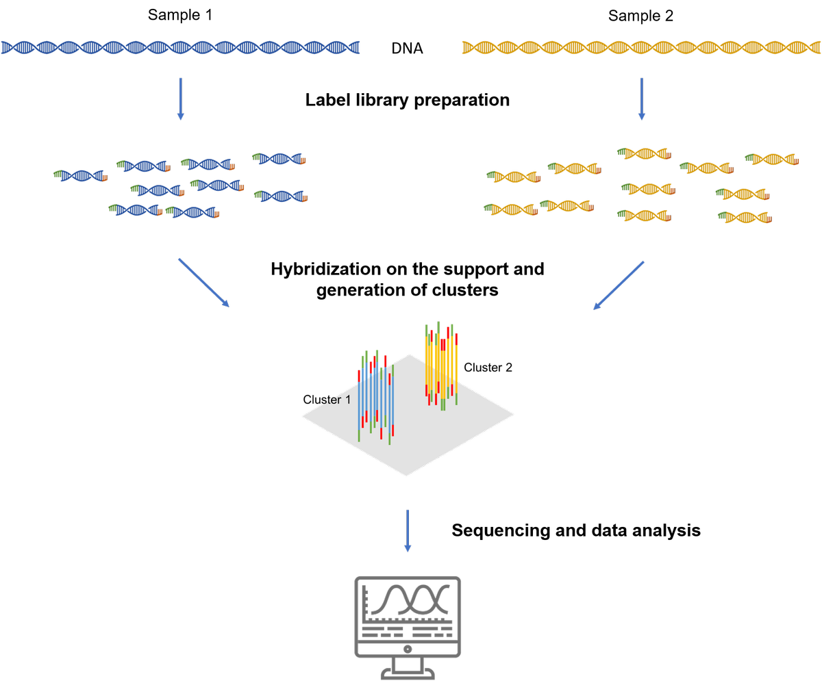 Simplified principle of NGS sequencing