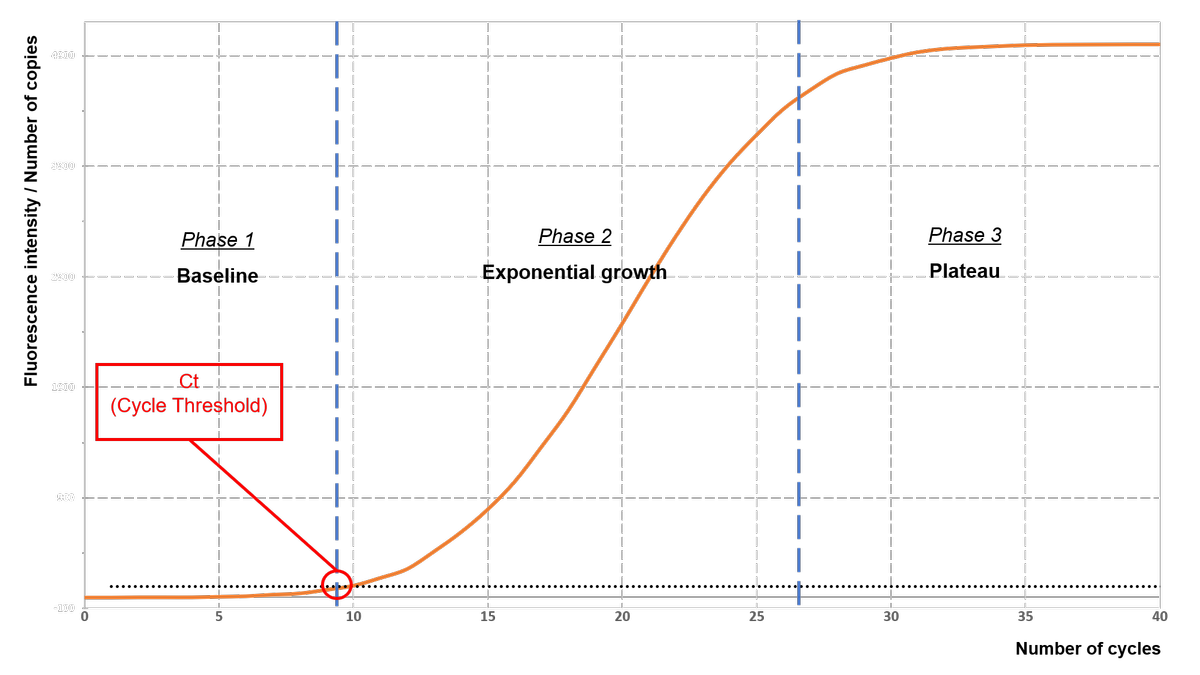 Different phases of a qPCR