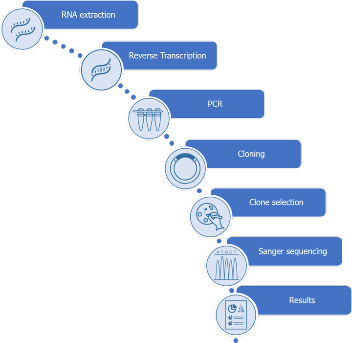 Methodology for antibody sequencing by molecular cloning