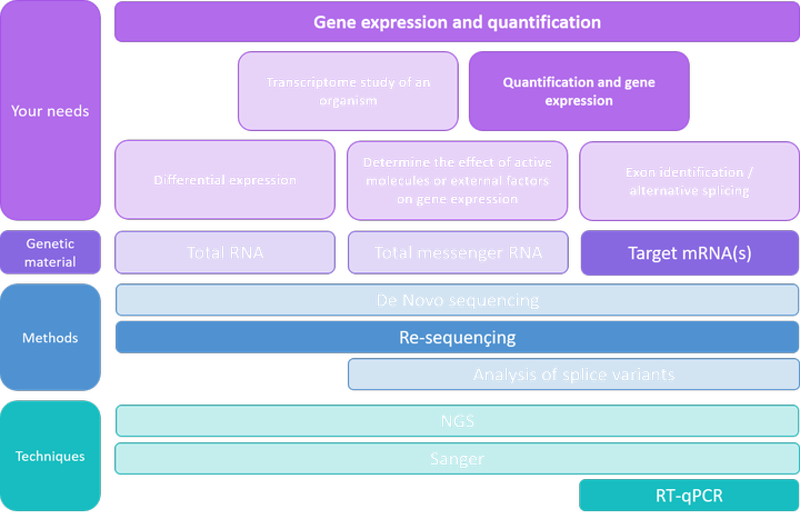 Quantification and gene expression