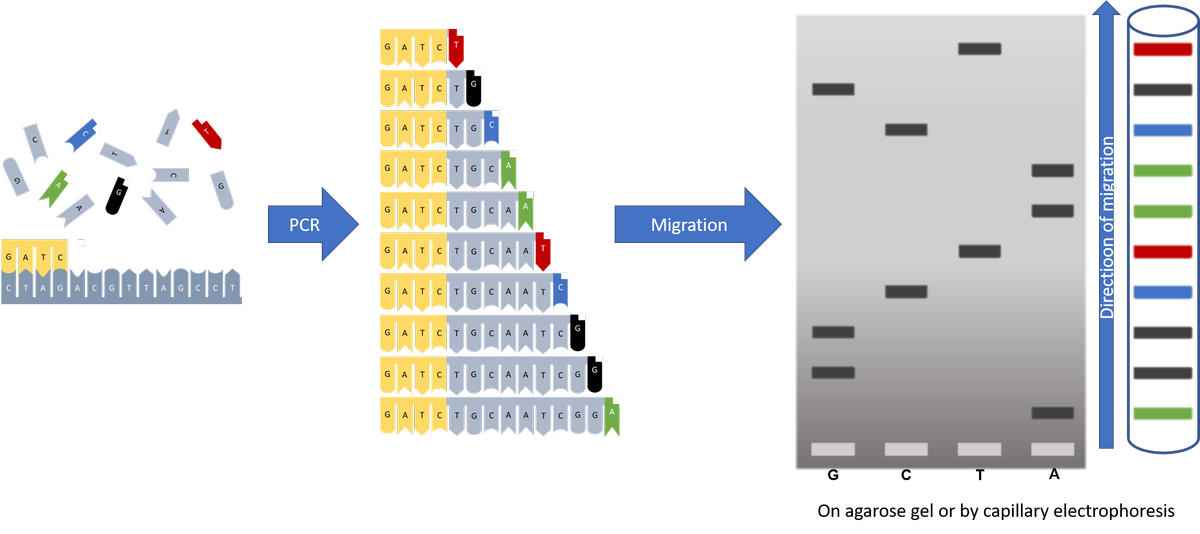 Principle of Sanger sequencing
